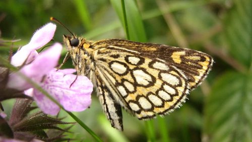 Foto | Marijke Vaes-Schroën | Staatsbosbeheer
