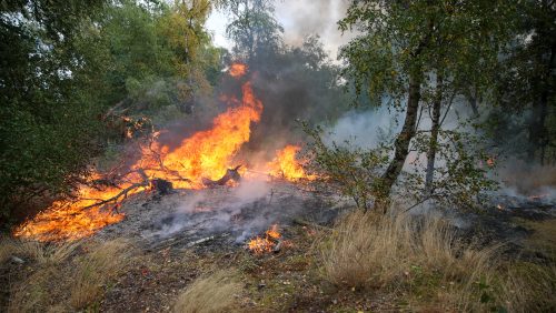 2026-07-19-Bosbrand-Schoordijk-Weert-1