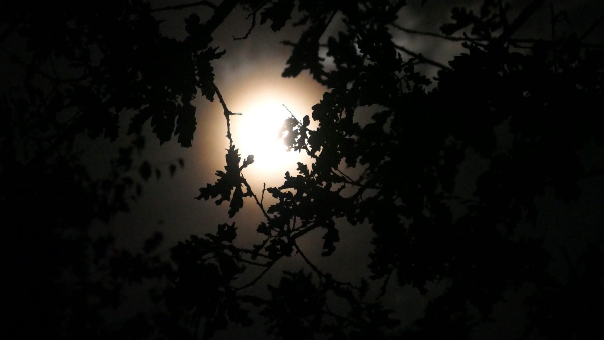 2026-08-24-Beleef-de-volle-maan-in-De-Groote-Peel