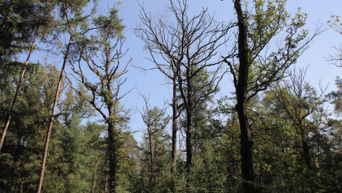 2026-10-02-Lezing-over-bos-en-klimaatverandering-