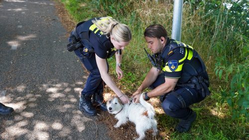 20260629_Man-en-hondje-gered-uit-kanaal-bij-Steer-in-Nederweert_6