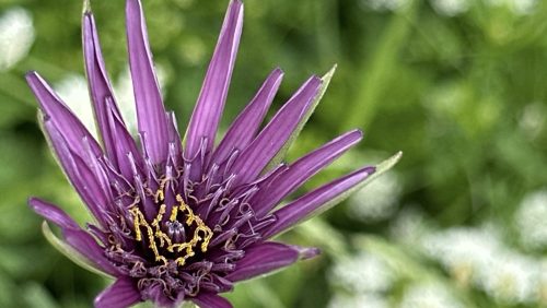 2026_01_19-Workshop-smartphone-fotografie