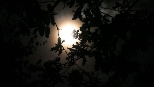 2026_01_20-Peeltocht-in-Nationaal-Park-De-Groote-Peel