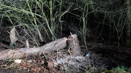 2026_02_08-Omgezaagde_boom_Wessemerdijk-6