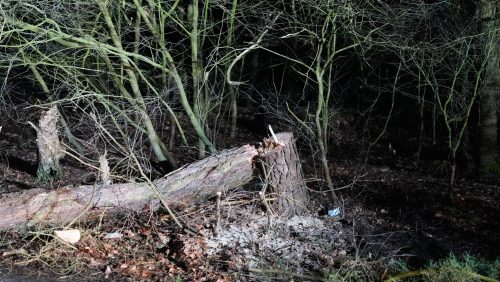 2026_02_08-Omgezaagde_boom_Wessemerdijk-6