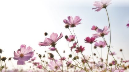 2026_02_20-Overlijdensbericht-Nel-Caris-Custers4