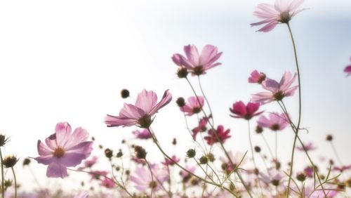 2026_02_20-Overlijdensbericht-Nel-Caris-Custers4