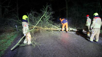 2026_02_20-Weer-een-boom-omgezaagd-aan-de-Wessemerdijk-in-Nederweert-4