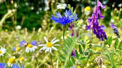Foto | Het Bloemenproject
