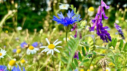 Foto | Het Bloemenproject