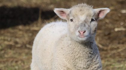 Foto | Angelique Stakenborg