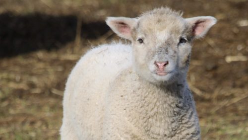 Foto | Angelique Stakenborg