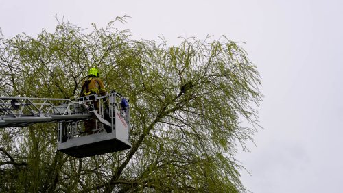 2026_03_11-Kat_in_boom_aan_de_Landbouwstraat_in_Someren-1