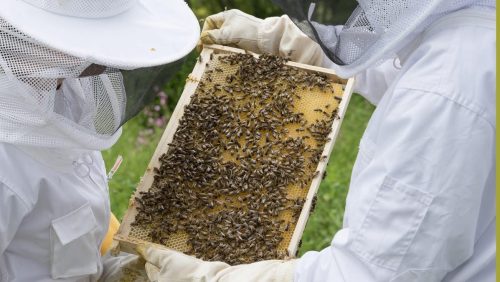 2026_03_14-Kennismakingscursus-bijen-houden