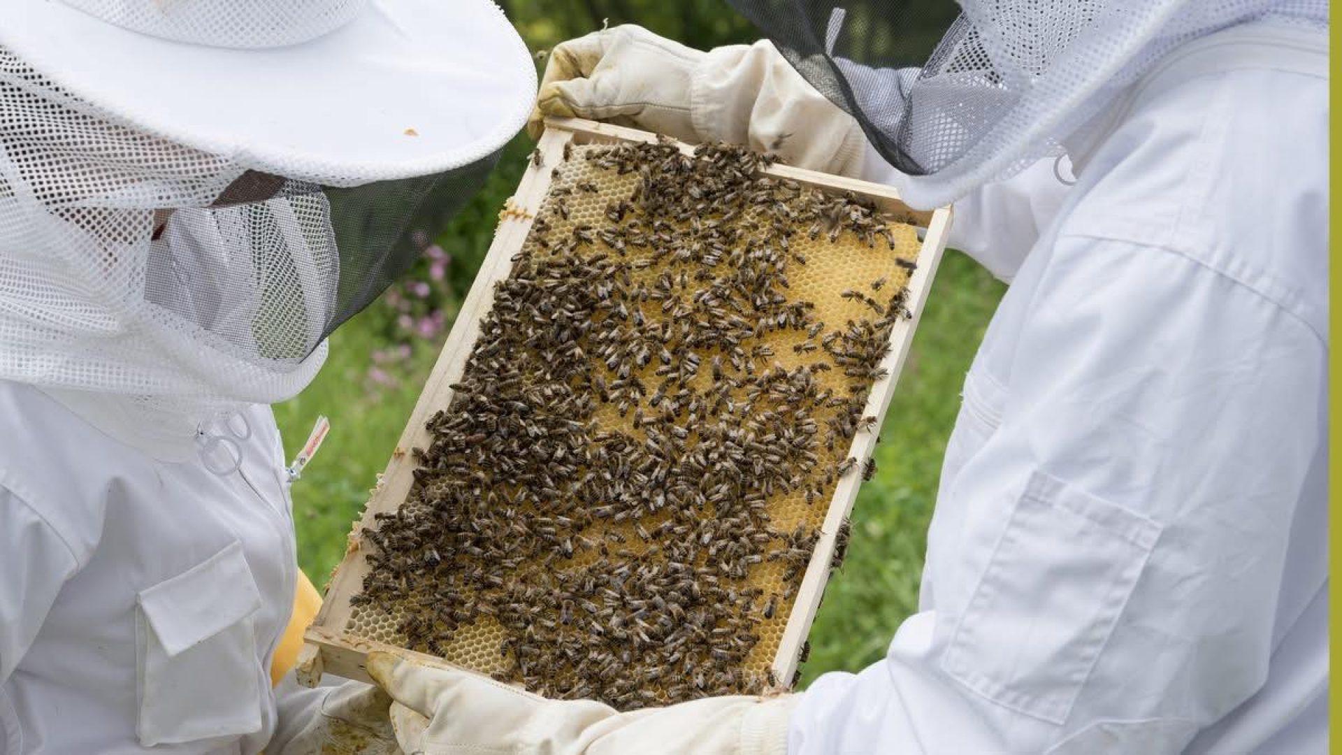 2026_03_14-Kennismakingscursus-bijen-houden