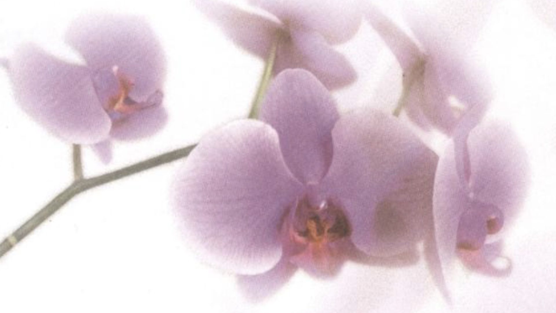 2026_03_16-Overlijdensbericht-Mia-Vaes-Douven3