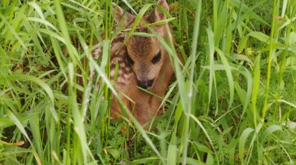 Met de campagne Bescherm de jonkies vragen natuurorganisaties gezamenlijk om  in het broedseizoen bewust met de natuur om te gaan. Foto | Huub Schmitz