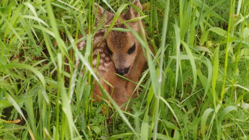 Met de campagne Bescherm de jonkies vragen natuurorganisaties gezamenlijk om  in het broedseizoen bewust met de natuur om te gaan. Foto | Huub Schmitz