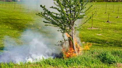 2026_03_24-Bermbrandje_aan_Leveroysedijk-3