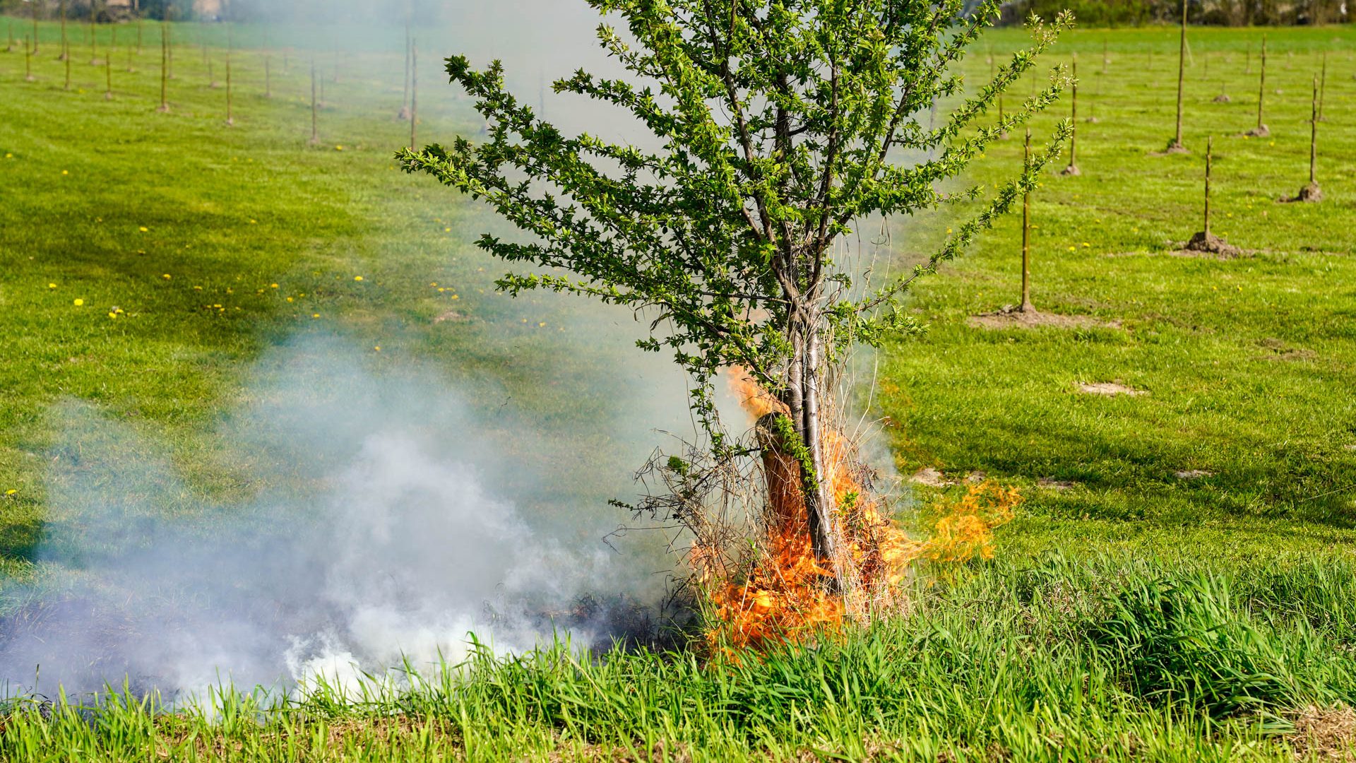 2026_03_24-Bermbrandje_aan_Leveroysedijk-3
