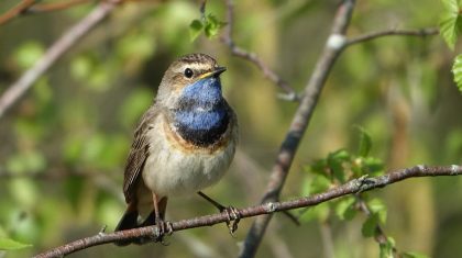 Foto | Blauwborst - Marijke-Vaes