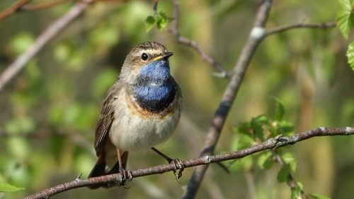 Foto | Blauwborst - Marijke-Vaes