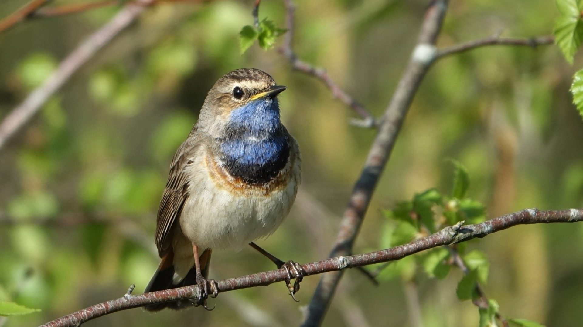 Foto | Blauwborst - Marijke-Vaes