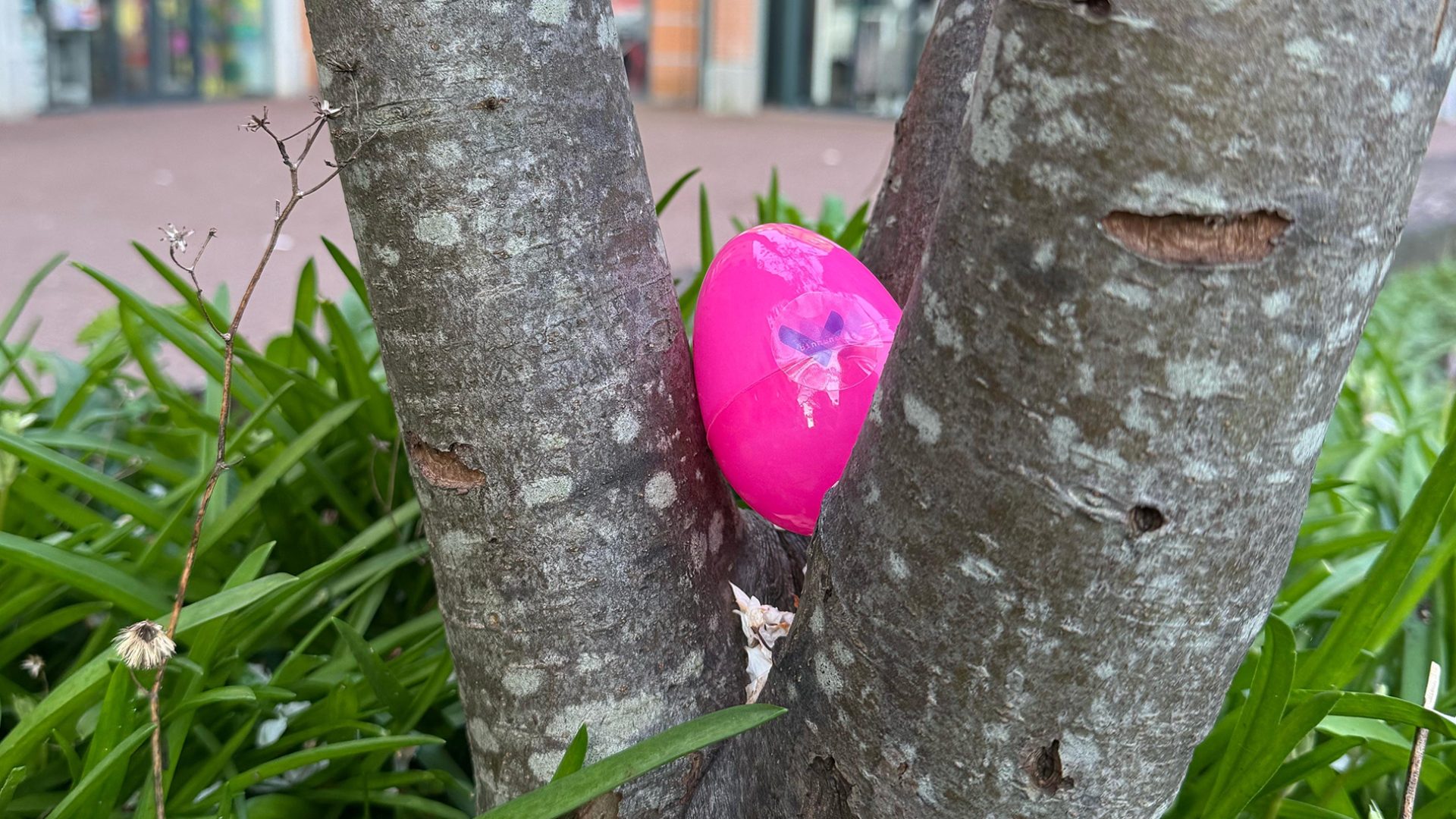 2026_04_02-Meer_dan_150_paaseiren_verstopt_in_Weert_de_zoektocht_is_begonnen