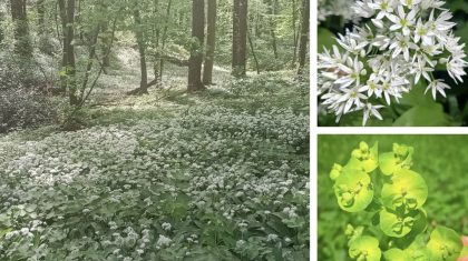 2026_04_13-Excursie-Savelsbos-bij-Rijckholt-Zuid-Limburg