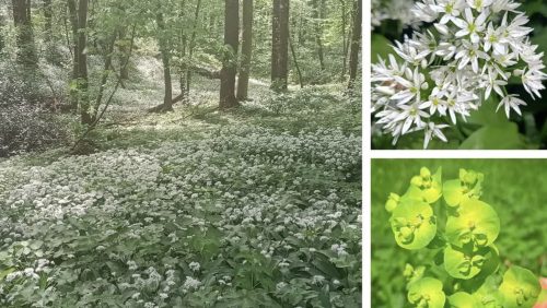 2026_04_13-Excursie-Savelsbos-bij-Rijckholt-Zuid-Limburg