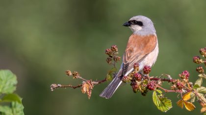 2026_04_22-Vogelwandeling-10-mei-naar-de-Anselberg1