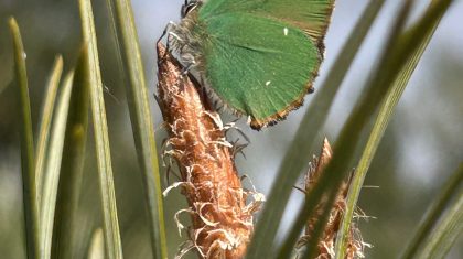 Foto | Marcel Sillekens
