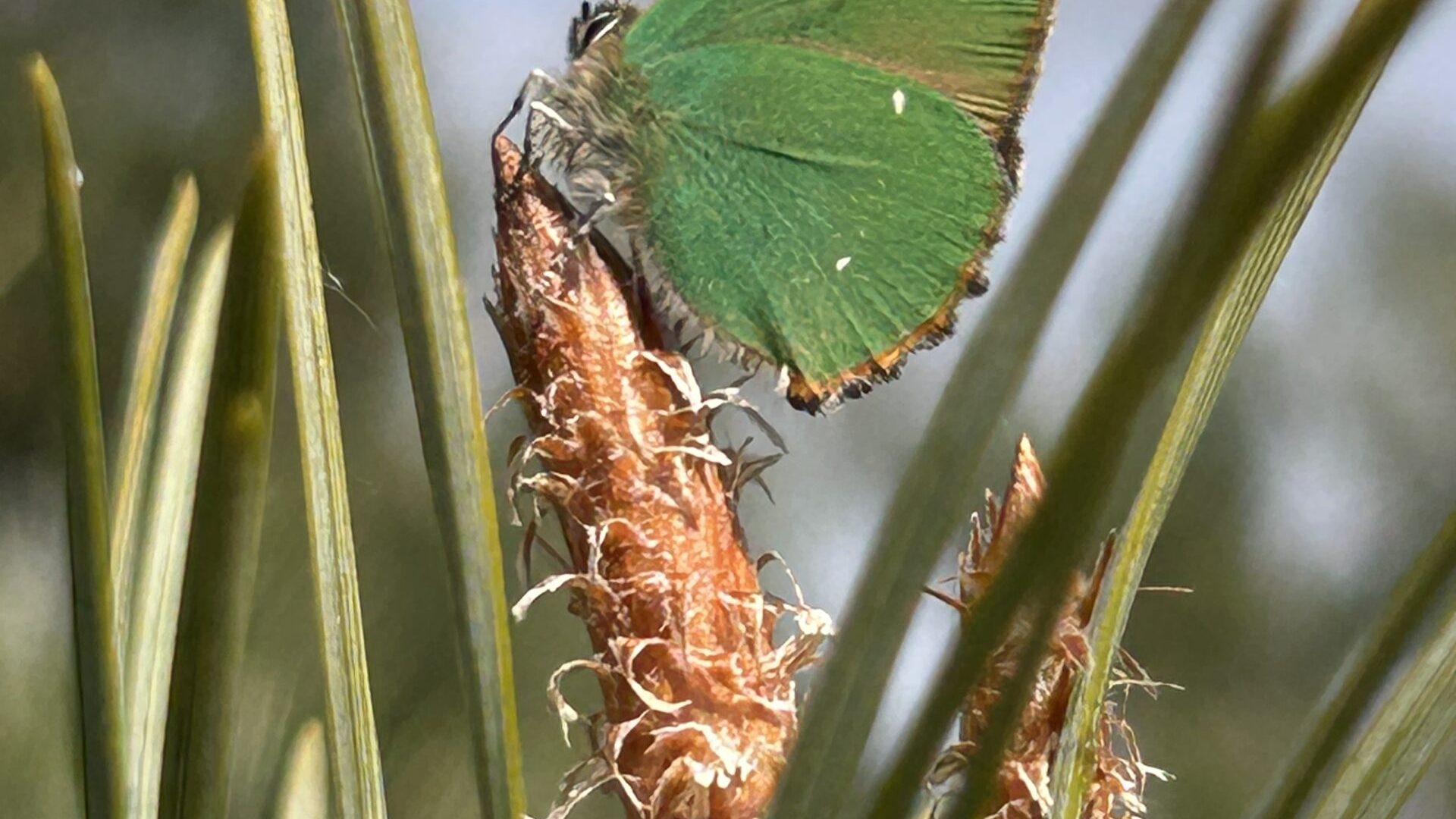 Foto | Marcel Sillekens