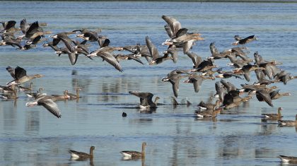 2026_04_28-Aftrap_Dag_van_het_Nationaal_Park_Beleef_de_vogeltrek_trekvogels_in_de_Groote_Peel