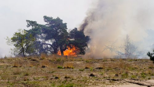 2026_04_30-Grote_natuurbrand_op_militair_oefenterrein_tussen_Weert_en_Budel-15