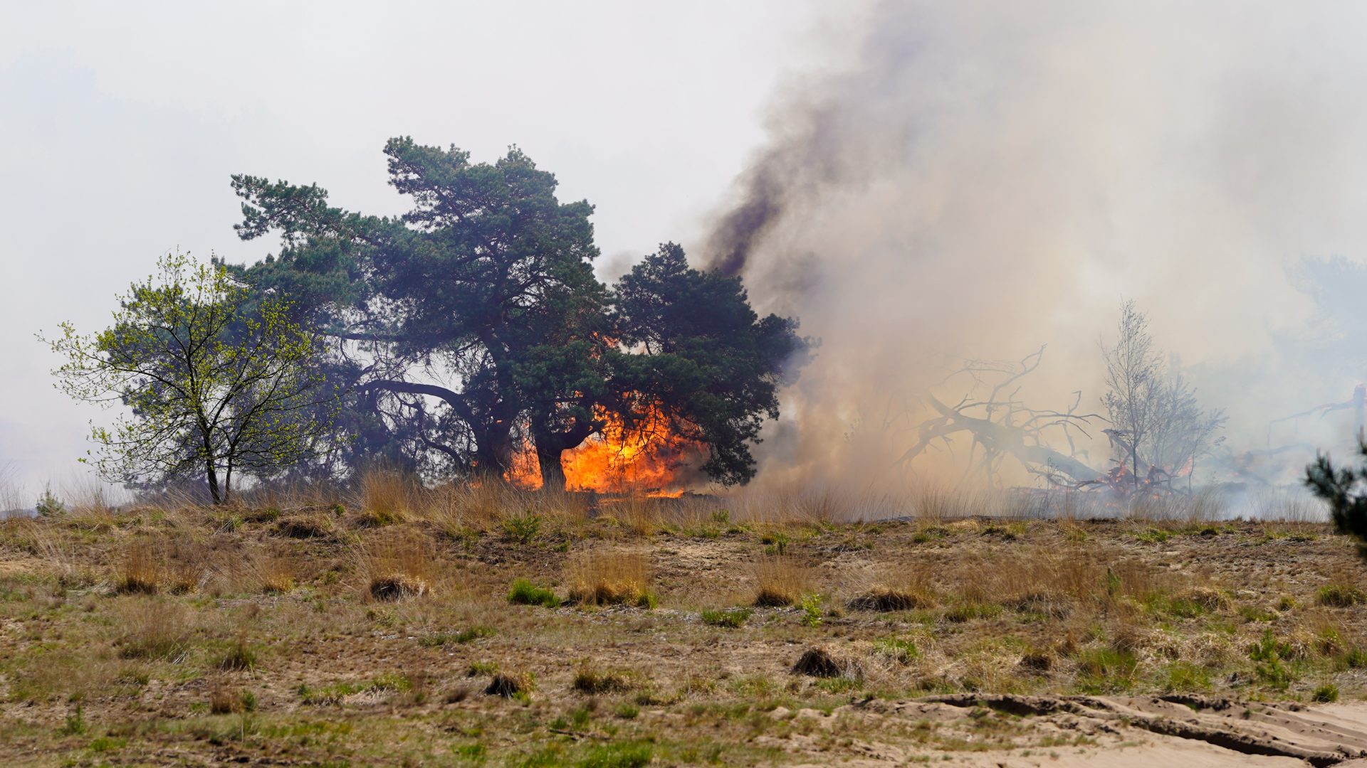 2026_04_30-Grote_natuurbrand_op_militair_oefenterrein_tussen_Weert_en_Budel-15