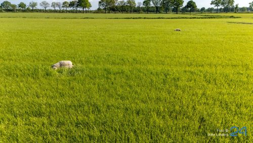 2026_05_02-Vijf_dode_schapen_aangetroffen_in_wei_in_Ospeldijk1