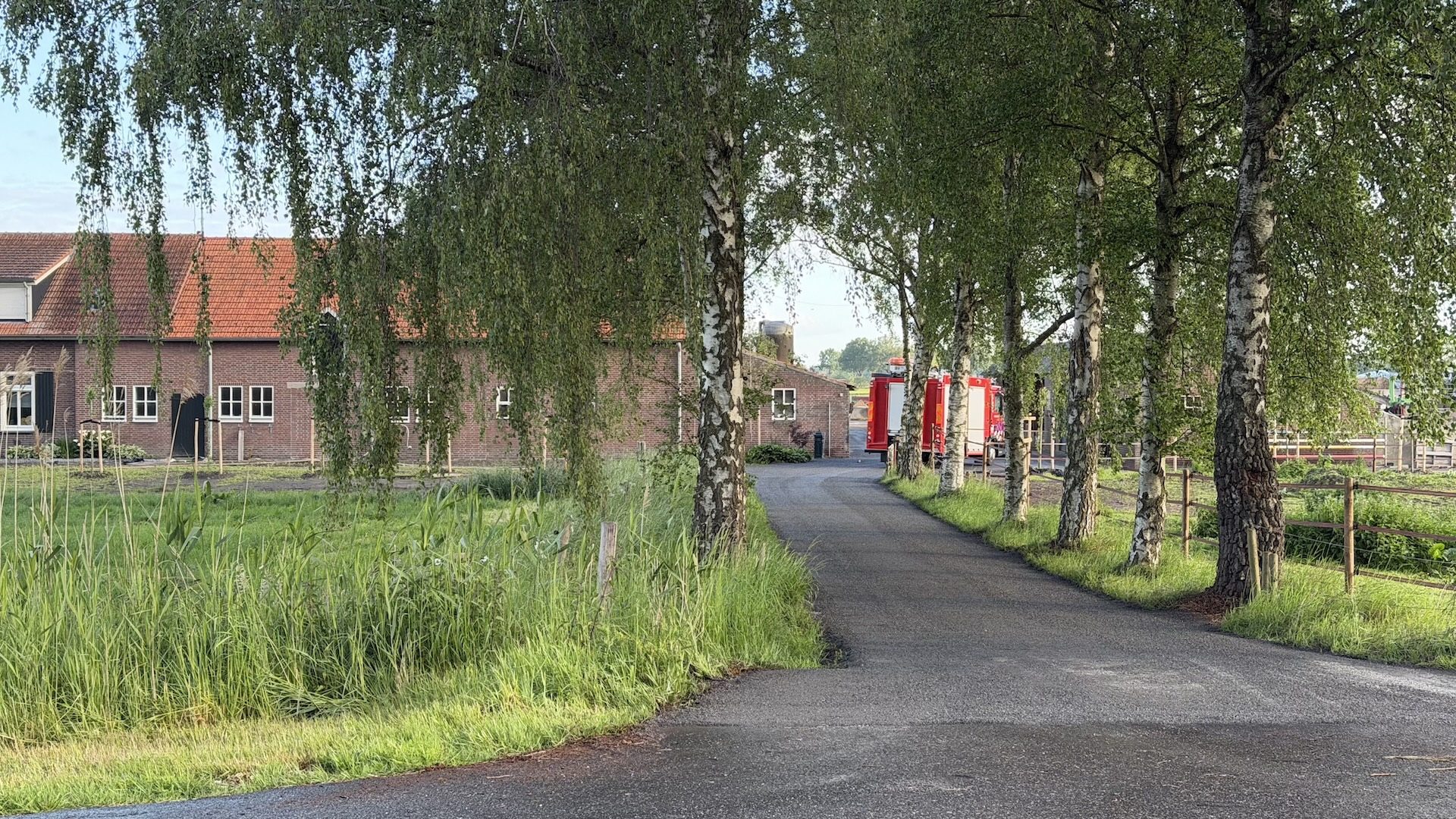 2026_05_16-Koe-in-mestkelder-bij-agrarisch-bedrijf-aan-Venloseweg-Ospel
