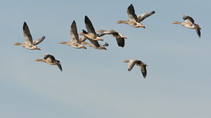 2026_05_28-De-ontwikkeling-van-de-Grauwe-gans-in-Nederweert2