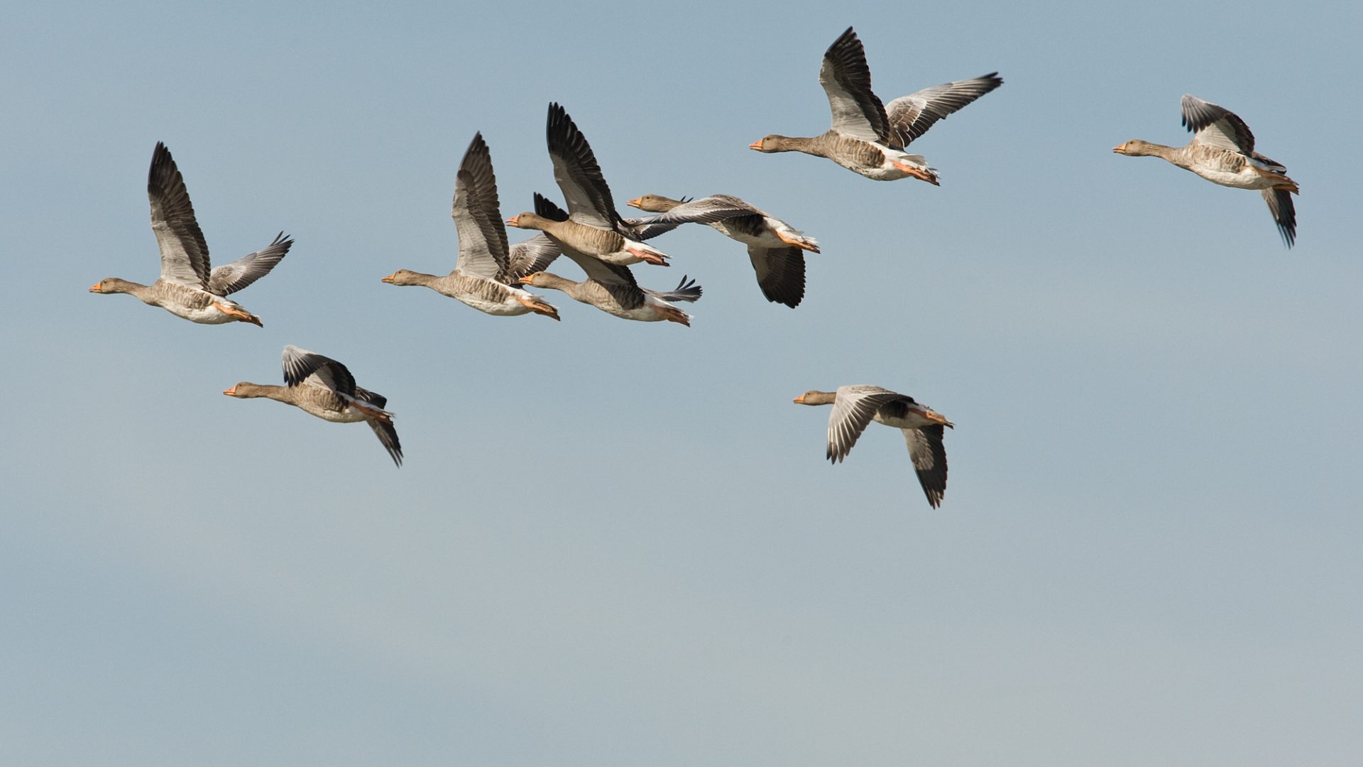 2026_05_28-De-ontwikkeling-van-de-Grauwe-gans-in-Nederweert2