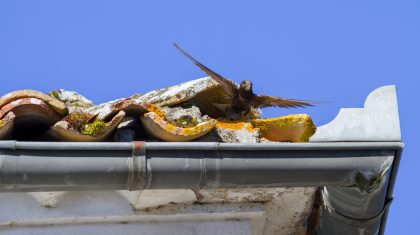 Foto | Adri de Groot - vogeldagboek.nl