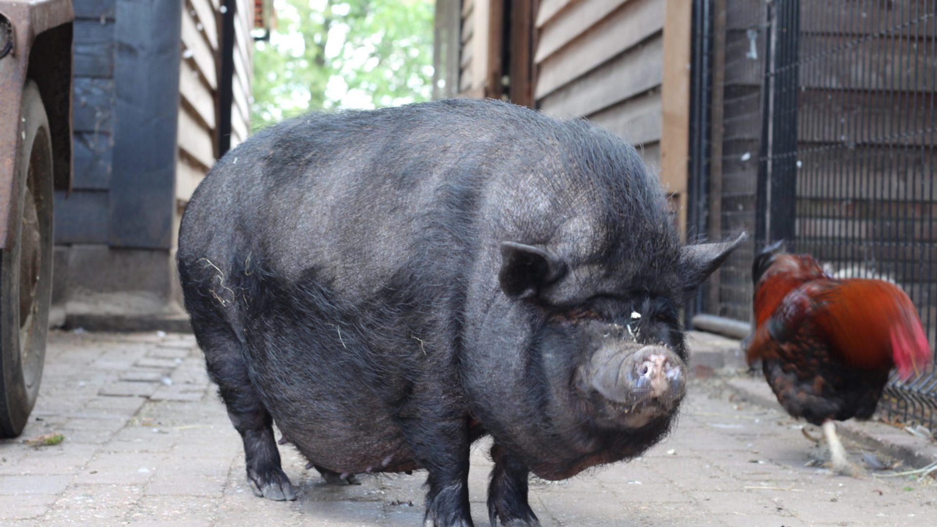 2026_09_21-Open_dag_bij_Hurmes_Dierenthoes