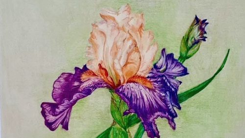 2026_24_02-Expositie_Natuurlijk_Mooi_bij_Hof_van_Schoor