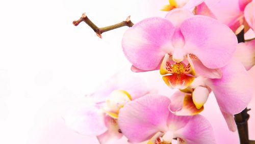 light pink orchid beautiful flower and fluttering butterflies Hand drawn branch on white background