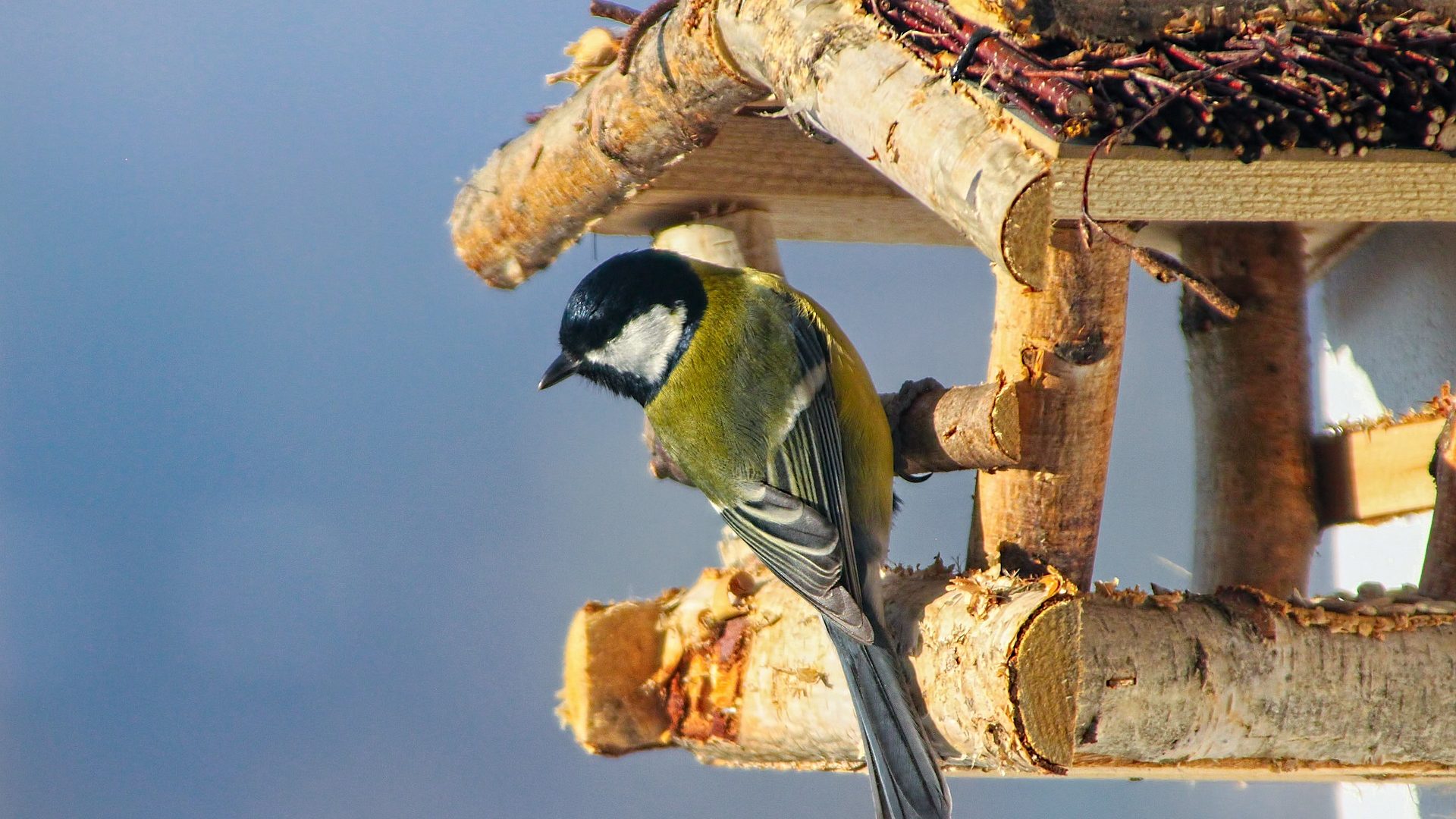 26-27-28-januari-is-de-Nationale-Tuinvogeltelling