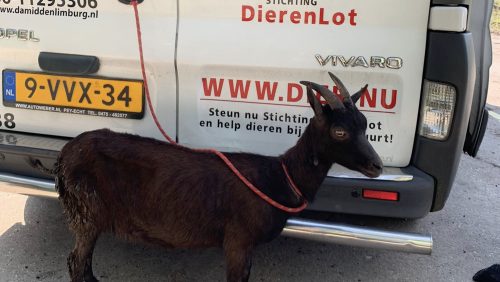 3-geiten-in-Nederweert