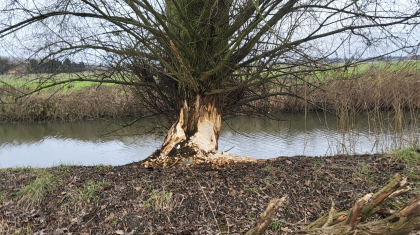 Actieve-bever-langs-de-Kanaalweg-in-Nederweert Foto | Jimmy Naus