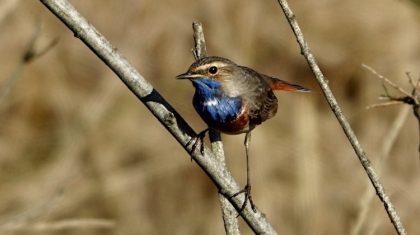 Activiteitenprogramma-april-2022-Buitencentrum-De-Pelen