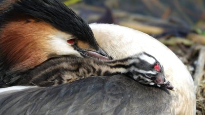 Activiteitenprogramma-april-2023-Buitencentrum-De-Pelen-