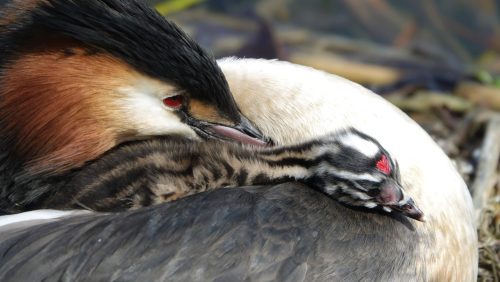 Activiteitenprogramma-april-2023-Buitencentrum-De-Pelen-